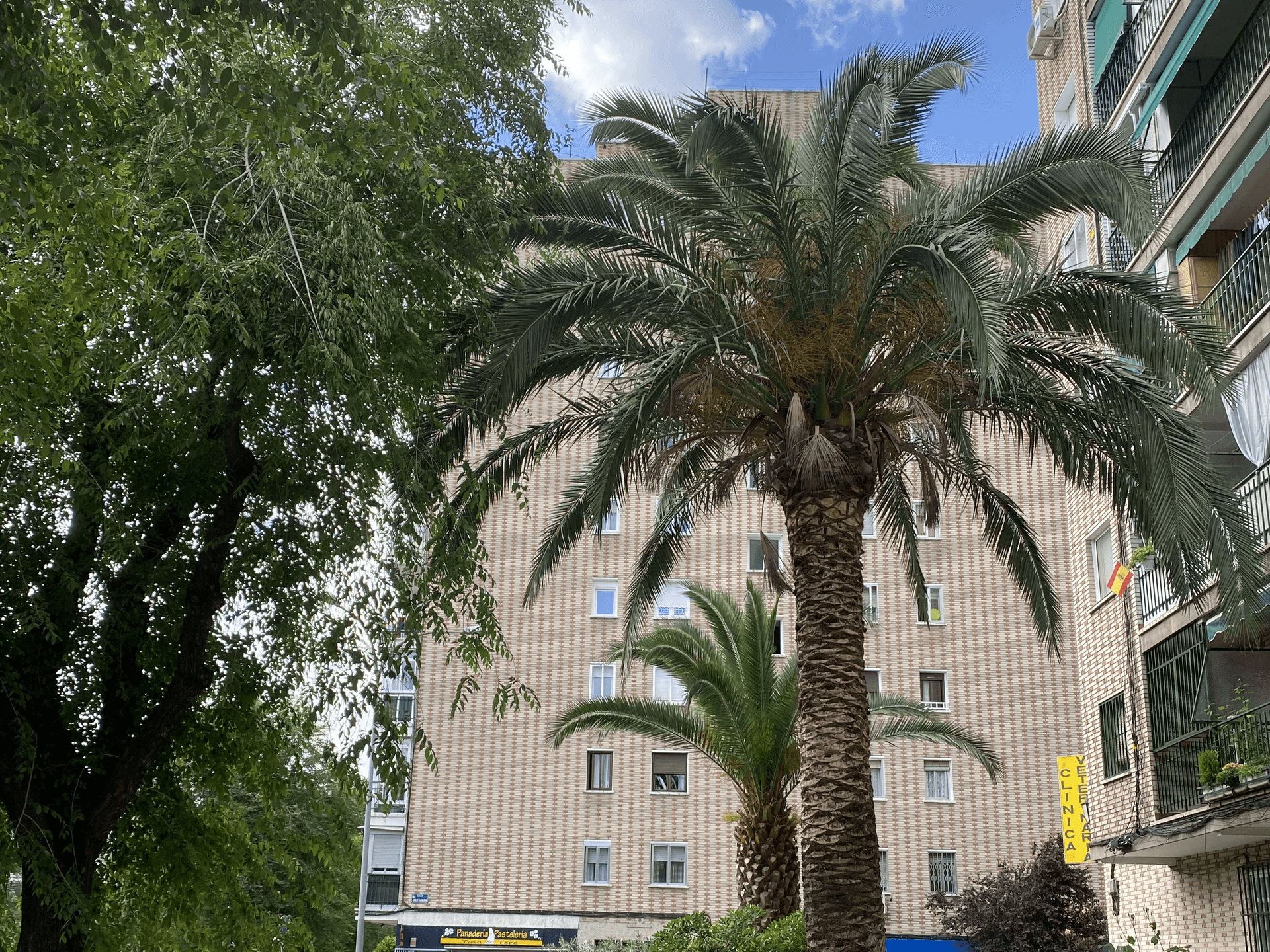 An Alcorcon tree.